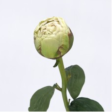 Peony (Imported) - Bowl of Cream (1/5 Stems) Peony (Imported) - Bowl of Cream (1/5 Stems)