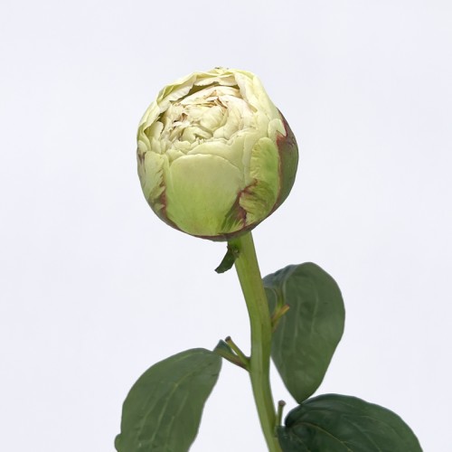 Peony (Imported) - Bowl of Cream (1/5 Stems)