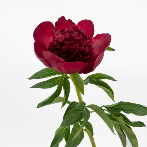 Peony (Imported) - Burgundy (1/5 Stems)