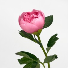 Peony (Imported) - Salmon (1/5 Stems) Peony (Imported) - Salmon (1/5 Stems)
