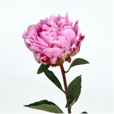 Peony (Imported) - Sarah Bernhardt (1/5 Stems) Peony (Imported) - Sarah Bernhardt (1/5 Stems)