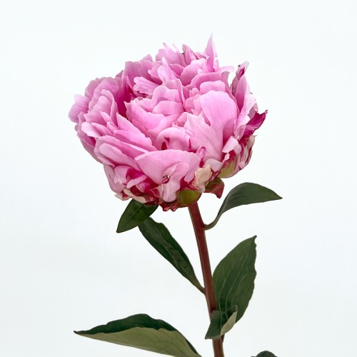 Peony (Imported) - Sarah Bernhardt (1/5 Stems)