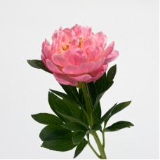 Peony (Imported) - Hawai Pink (1/5 Stems) Peony (Imported) - Hawai Pink (1/5 Stems)