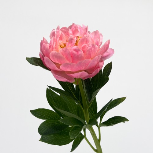 Peony (Imported) - Hawai Pink (1/5 Stems) Peony (Imported) - Hawai Pink (1/5 Stems)