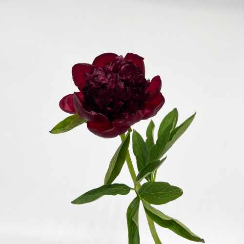 Peony (Imported) - Red (5 Stems)