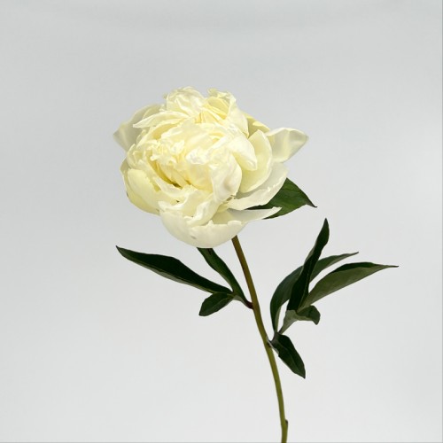 Peony (Imported) - White (5 Stems) Peony (Imported) - White (5 Stems)