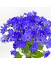 Pericallis x Hybrida (Imported) - Blue (5 stem)