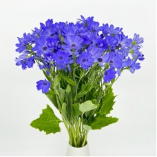 Pericallis x Hybrida (Imported) - Blue (5 stem)
