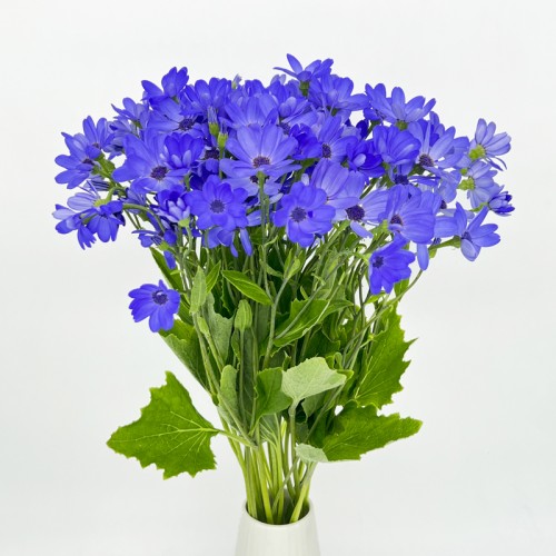 Pericallis x Hybrida (Imported) - Blue (5 stem)