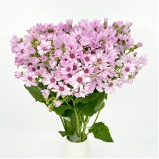 Pericallis x Hybrida (Imported) - Pink (5 stem)