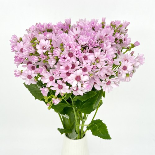 Pericallis x Hybrida (Imported) - Pink (5 stem)