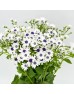 Pericallis x Hybrida (Imported) - White (5 stem) Pericallis x Hybrida (Imported) - White (5 stem)