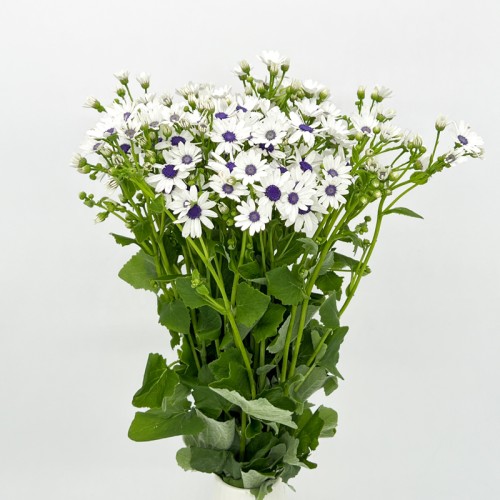 Pericallis x Hybrida (Imported) - White (5 stem) Pericallis x Hybrida (Imported) - White (5 stem)