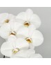 Phalaenopsis Cut (Imported) - White (Per Stem)