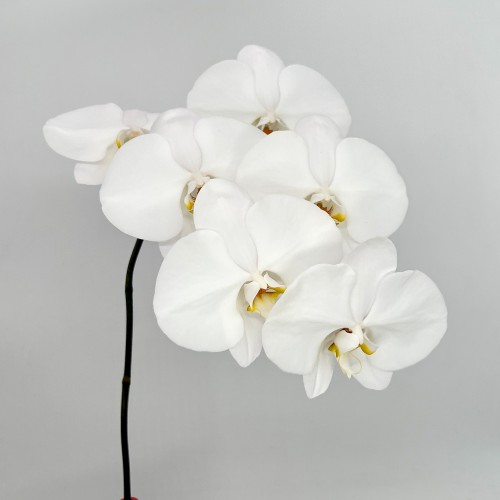 Phalaenopsis Cut (Imported) - White (Per Stem)