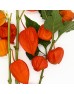 Physalis (Imported) - Orange (5 Stems)