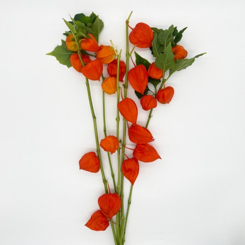 Physalis (Imported) - Orange (5 Stems)