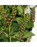 Phytolacca (Imported) - (Per Bundle)