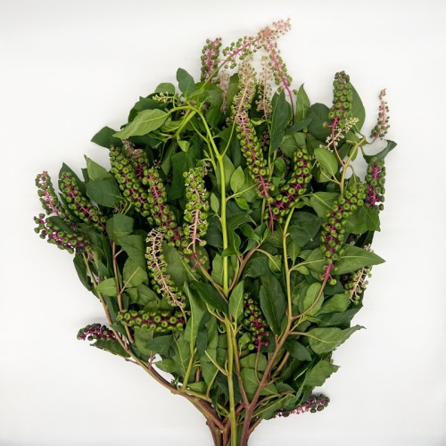 Phytolacca (Imported) - (Per Bundle)