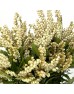 Pieris Japonica (Imported) - White (Per Bundle)