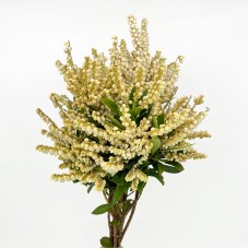Pieris Japonica (Imported) - White (Per Bundle)
