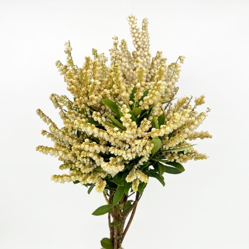 Pieris Japonica (Imported) - White (Per Bundle)