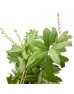 Pieris Japonica Leaf (Imported) - (Per Bunch)