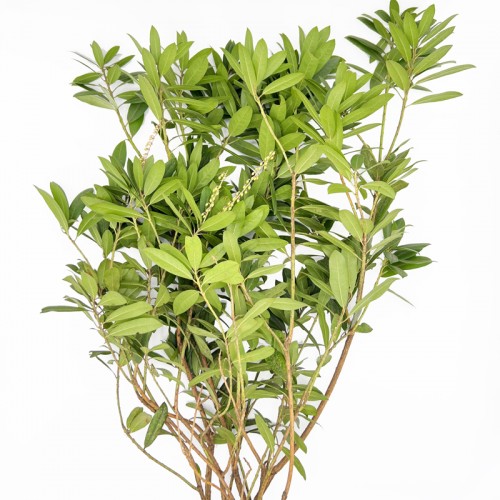 Pieris Japonica Leaf (Imported) - (Per Bunch)