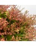 Pieris (Imported) - Red (Per Bundle) Pieris (Imported) - Red (Per Bundle)