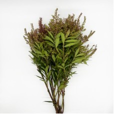 Pieris (Imported) - Red (Per Bundle) Pieris (Imported) - Red (Per Bundle)