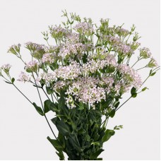 Pink Diamond (Imported) - (Per Bundle) Pink Diamond (Imported) - (Per Bundle)