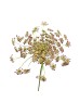 Pink Lace (Imported) - (Per Bunch)