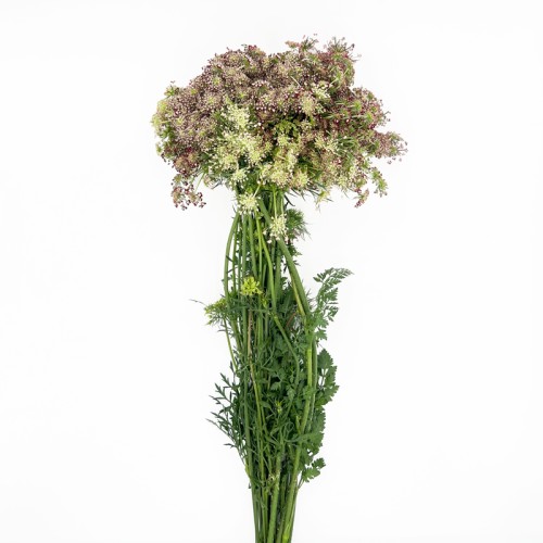 Pink Lace (Imported) - (Per Bunch)