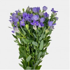 Platycodon Grandiflorum (Imported) - Purple (Per Bundle) Platycodon Grandiflorum (Imported) - Purple (Per Bundle)