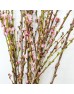 Plum Blossom (Imported) - (Per Bunch)