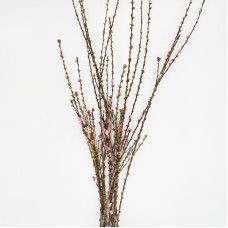 Plum Blossom (Imported) - (Per Bunch) Plum Blossom (Imported) - (Per Bunch)