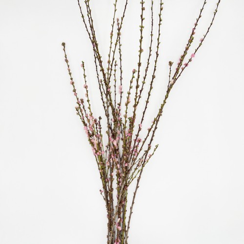 Plum Blossom (Imported) - (Per Bunch)