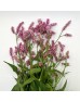 Polygonum (Imported) - Pink (Per Bundle) Polygonum (Imported) - Pink (Per Bundle)