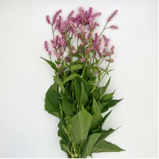 Polygonum (Imported) - Pink (Per Bundle) Polygonum (Imported) - Pink (Per Bundle)