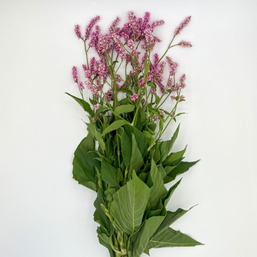 Polygonum (Imported) - Pink (Per Bundle) Polygonum (Imported) - Pink (Per Bundle)
