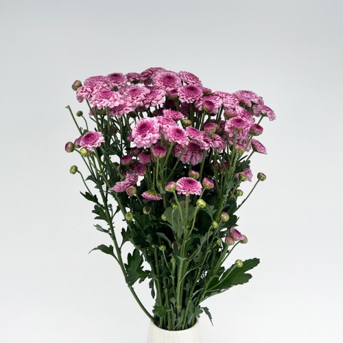 Chrysanthemum Pompom (Local) - Button Purple (12 Stems)