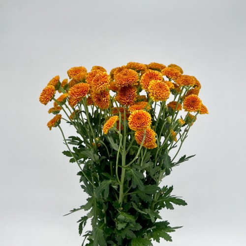 Calimero Mini Pom Pom (Imported) - Orange (10 Stems)