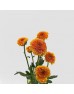 Calimero Mini Pom Pom (Imported) - Orange (10 Stems)