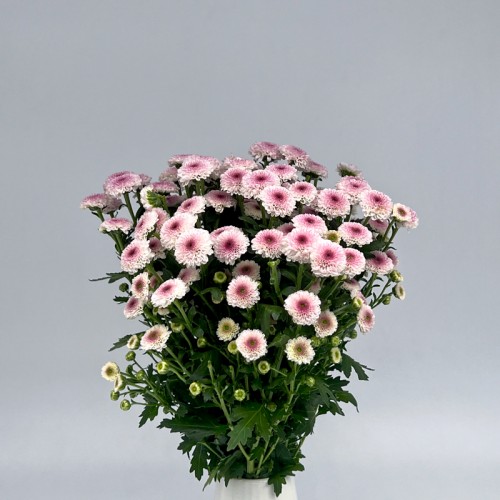 Calimero Mini Pom Pom (Imported) - Pink (10 Stems)