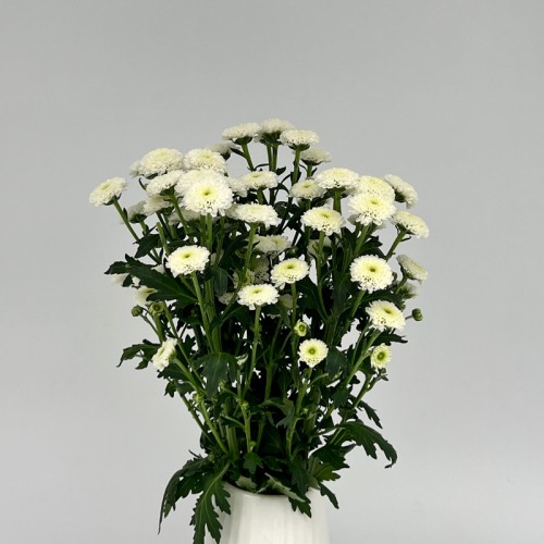 Calimero Mini Pom Pom (Imported) - Snow (10 Stems)