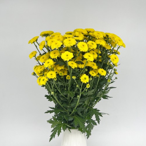 Calimero Mini Pom Pom (Imported) - Sunny (10 Stems)