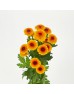 Calimero Mini Pom Pom (Imported) - Too Good (10 Stems)