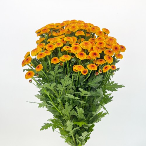 Calimero Mini Pom Pom (Imported) - Too Good (10 Stems)