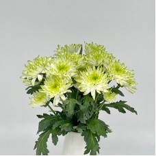 Chrysanthemum Pompom (Local) - 2 Tone White Green (12 Stems)