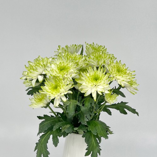 Chrysanthemum Pompom (Local) - 2 Tone White Green (12 Stems)